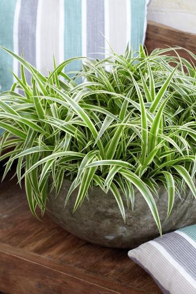 air purifying indoor plants - spider plants